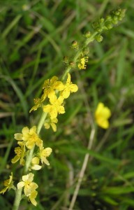 Image of Agrimony, on heal with flowers website